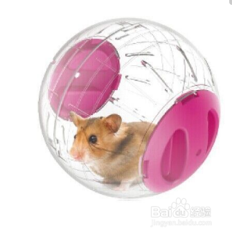 仓鼠被踩了一脚吐了很多血怎么办