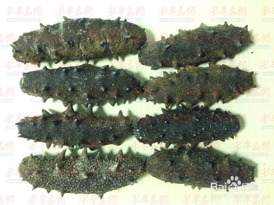 如何区分干海参的好坏