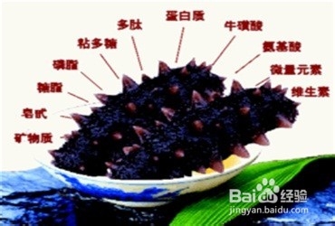 海参的营养价值