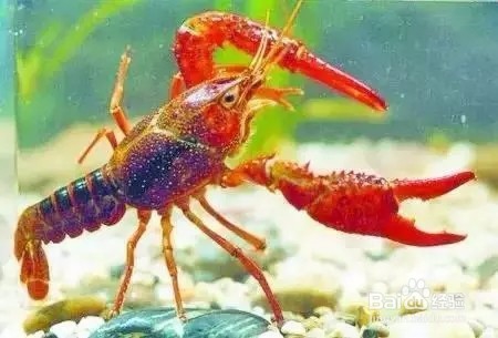 哪些食物最危险含寄生虫?