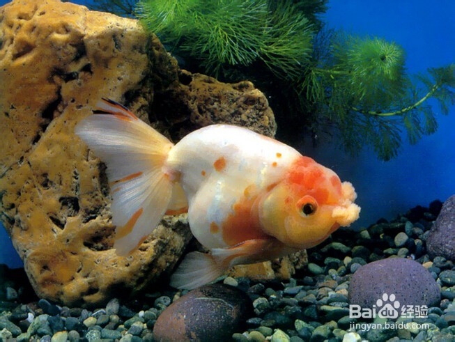 红木家具在冬季可能出现哪些问题?如何解决?