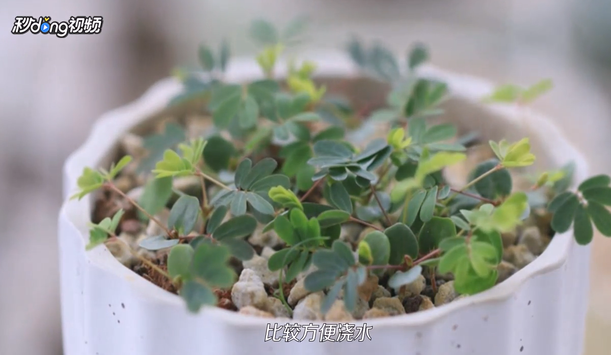 如何轻松地养好一盆含羞草