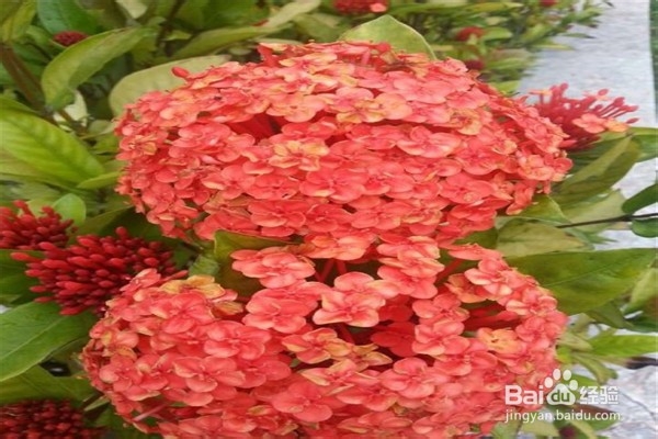 绣球花的注意事项和养殖方法是什么?