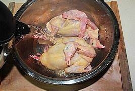 经典枣枸杞乳鸽汤