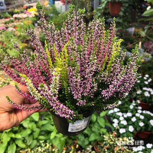 教你养殖艾莉卡