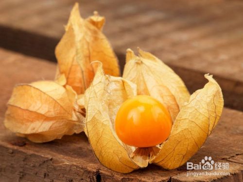 姑娘果的养殖需要注意什么 百度经验