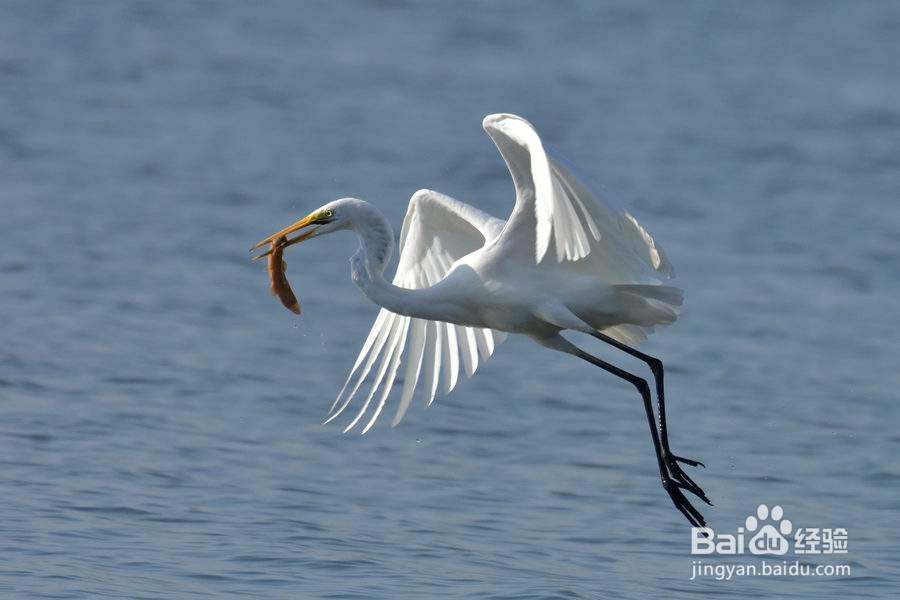 白鹭的脚有什么作用