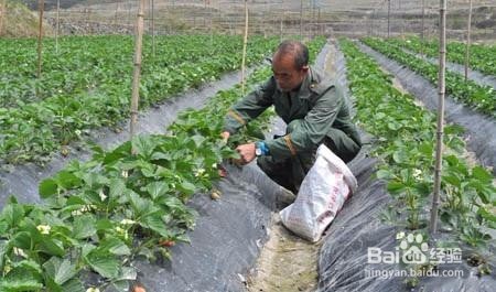 草莓栽培在花果期怎样管理