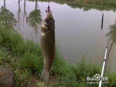 春天钓鲫鱼技巧