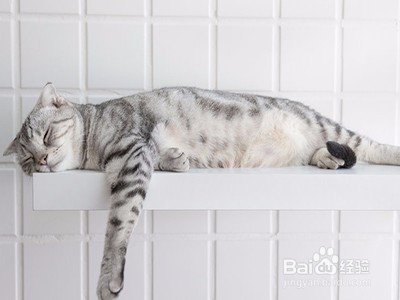 如何梳理宠物猫的毛发?