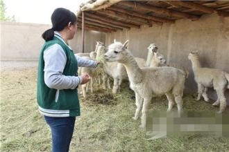 买羊驼怎么看健康