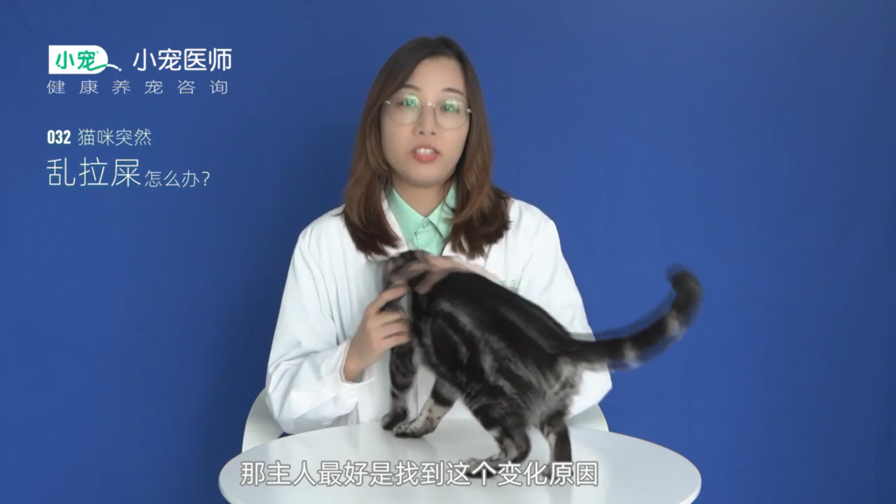 猫咪突然乱拉屎怎么办
