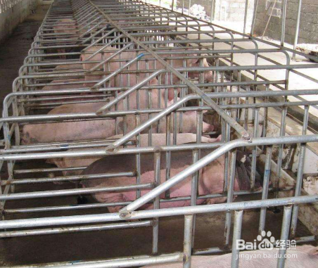 怎么防止非洲猪瘟疫情扩散？