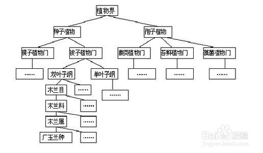 植物如何分类