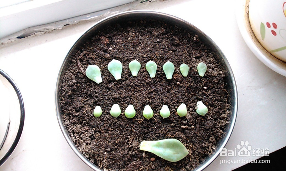 我的多肉记（白牡丹）