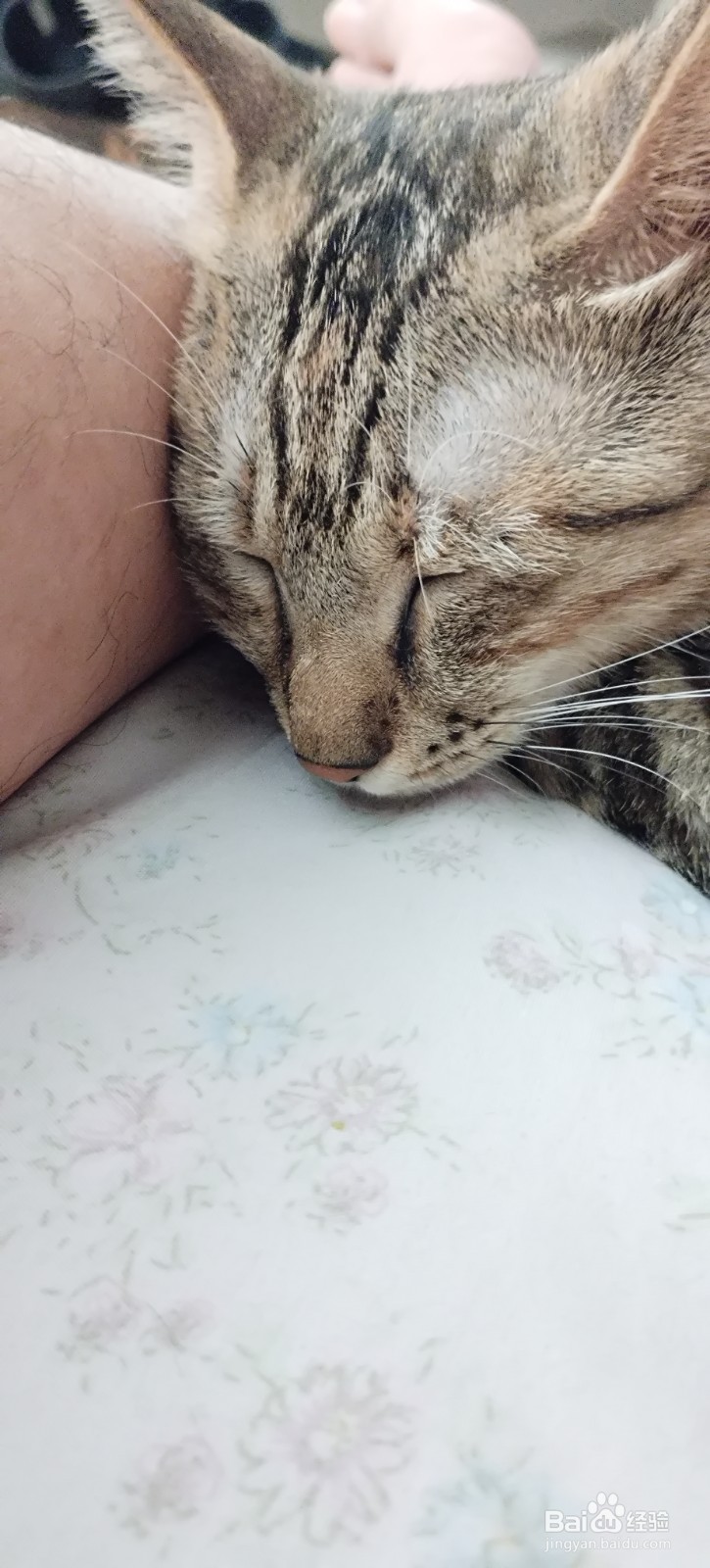 如何提高猫咪对主人的好感，提升粘人程度