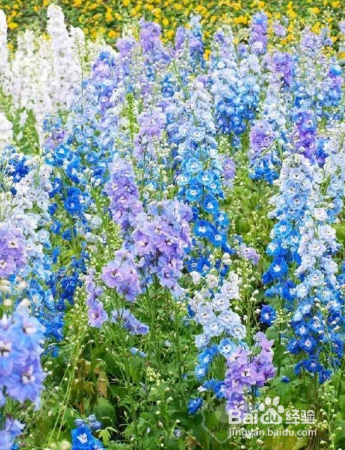 如何养殖草本植物飞燕草？