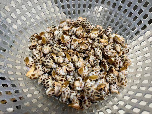 香茅柠檬炒花螺多汁入味巨好吸