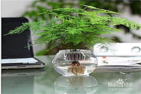 文竹的养殖方法和注意事项有哪些？