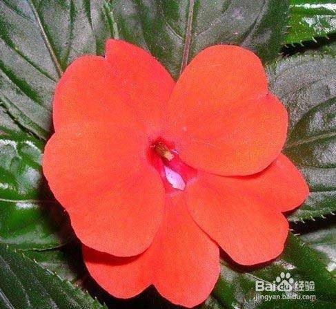 凤仙花泡酒外用的方法