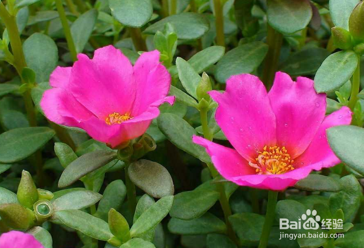 掐不死花怎么种植