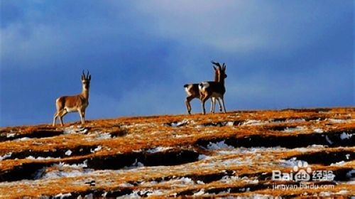 北京到新疆自驾游攻略