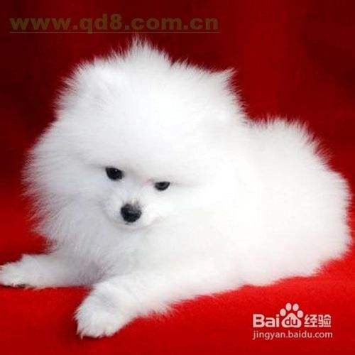 博美犬呕吐怎么办 百度经验 博美犬呕吐怎么办 百度经验