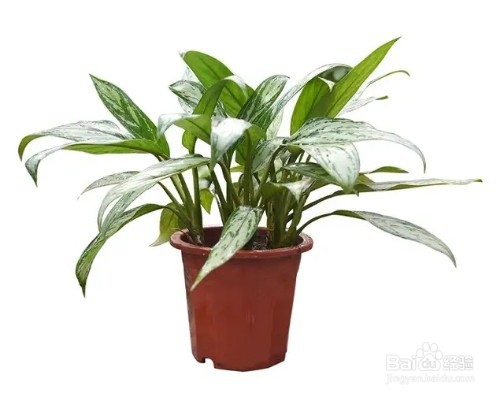 冬季植物叶片总发黄,可能是没注意这几点