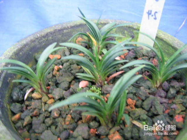 兰花种子怎么种