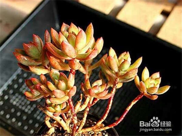 黄丽要如何养护