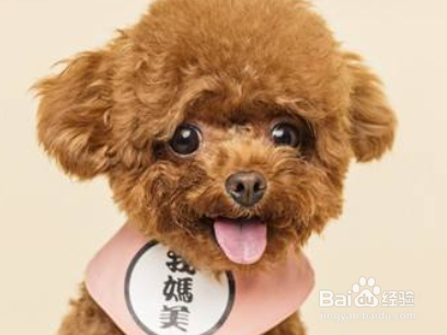 泰迪犬怎么样训练动作 敬礼送客排便的训练