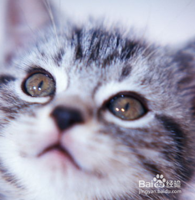 怎么教出一只粘人的猫