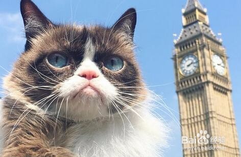 网红“不爽猫”伦家就是不爽不爽啦