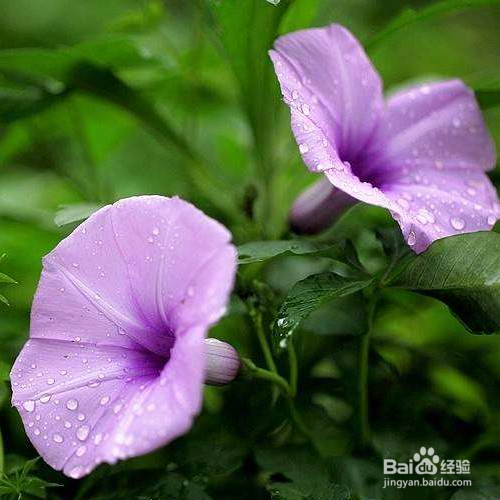 五爪金龙怎么养?