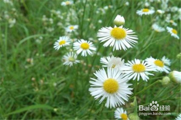 菊花的养殖方法与注意事项都有什么？