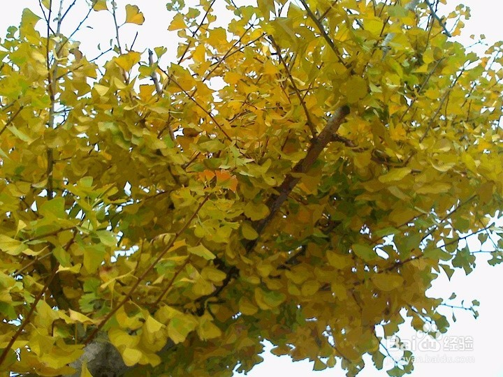 秋天的银杏树叶怎样拍的金灿灿