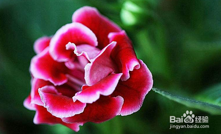 大岩桐要怎么栽培管理？