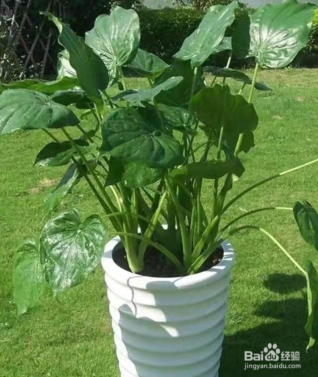 冬季养滴水观音,做好这几点,保准让其安全过冬