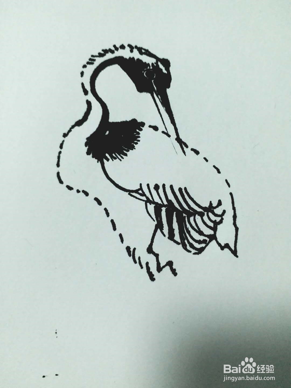 海鹤的钢笔画