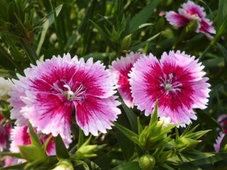 怎样培育香石竹新品种?