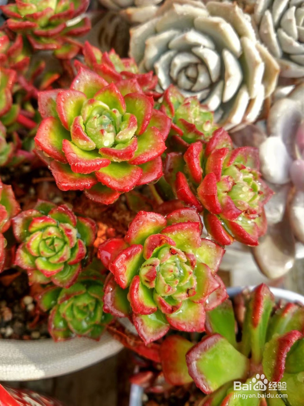 冬天多肉叶片扦插方法