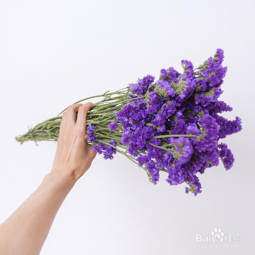 勿忘我怎么养成干花