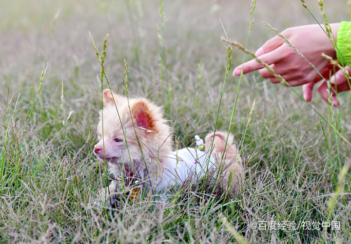 茶杯犬是怎么形成的