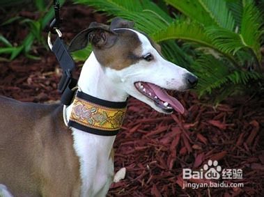 比特犬生病前有什么症状 百度经验 比特犬生病前有什么症状 百度经验