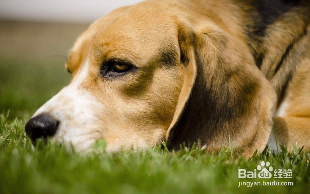 狗狗为什么会翻脸咬人,狗狗爱咬怎么办