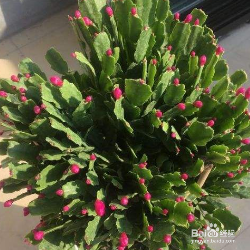 蟹爪兰掉花苞是怎么回事