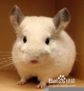 龙猫为什么是老鼠的样子