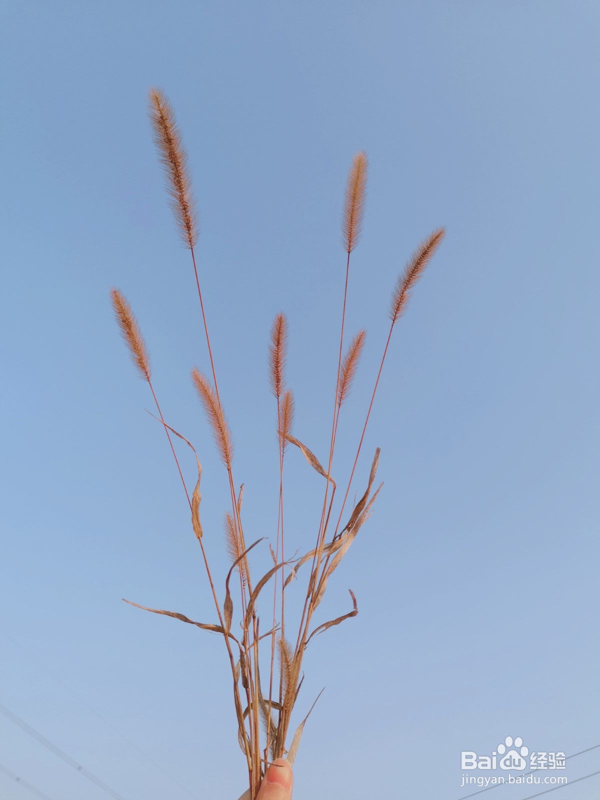 拍出好看的花朵