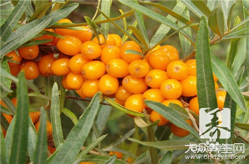 沙棘汁原浆怎么喝才好喝