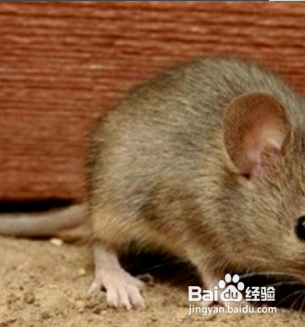 家里进了老鼠怎么除根